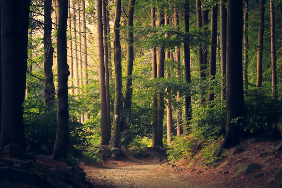 Sonnenlicht auf einem Waldweg