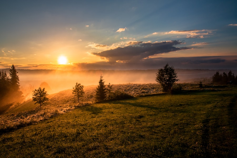 Goldene Abendsonne über einer Wiese