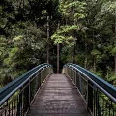 Waldweg mit Brücke